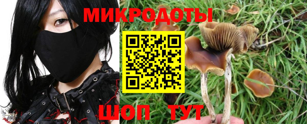 Псилоцибиновые грибы Psilocybine cubensis  Вход с VPN  Бийск 
